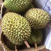 FROZEN DURIAN/WHOLE DURIAN WITH SEED OR SEEDLESS/SEGMENT DURIAN // Ms. Helen +84 848903006