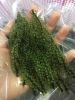Dehydrated Sea Grapes Seaweed High Quality Best Price From Viet Nam / Ms. Serene +84582301365