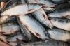 FRESH SALMOND FISH