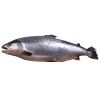 Seafood Export Frozen  Salmon Steak