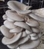 Oyster/Pleurotus Mushr...