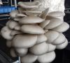 Oyster/Pleurotus Mushr...