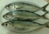 Mackerels (Horse macke...