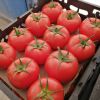 tomato for tomato past...