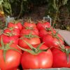 tomato for tomato paste and Ketchup