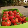 tomato for tomato past...