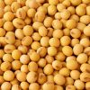 Soy beans Non Gmo Avai...
