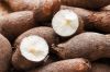 Cassava (Manihot escul...