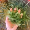 DEHYDRATED SEA GRAPES/ SEAWEED WITH BEST PRICE FROM VIET NAM
