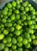 Hot Sale Cheap Price Fresh Seedless Lime Vietnam