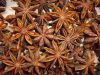 Star Anise With Competetive Price and High Quality