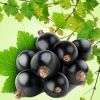  Natural Blackcurrant ...