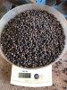 Black Pepper in Vietnam