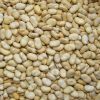 High Quality Broad Bean Fava Bean horse beans