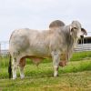 Healthy Brahman Cows, Brahman Bulls, Brahman Heifers & Brahman Calves 