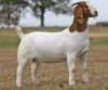 Pure Breed Boer Goat for sale from United Kingdom 