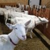 Pure Breed Live Saneen Goats for sale 