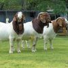 Pure Breed Boer Goat for sale from United Kingdom 