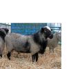 Healthy Pure Blood Romanov Sheep 