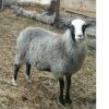 Healthy Pure Blood Romanov Sheep 