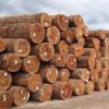 Timber Logs, Hard/Soft Wood.
