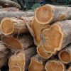 Timber Logs, Hard/Soft Wood.