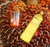 Palm oil - Oil palm fruit/Palm kernels, ...