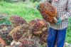 Palm oil - Oil palm fruit/Palm kernels, ...