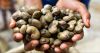 Cashew Nut