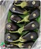 Top Iranian Eggplant (...