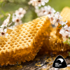 Clover Honey (bulk)