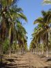 Fresh Coconuts