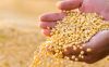 Dried Soybeans