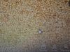 White Sesame seed