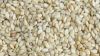 Sesame seed
