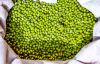 Green Lentils