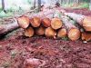 Pine and Eucalyptus logs