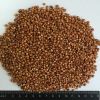 SORGHUM SEEDS