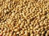 nigeria quality organic  Soya Beans