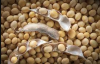 nigeria quality organic  Soya Beans
