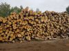 birch log