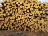 birch log