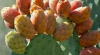Argan, prickly pear se...