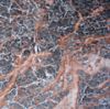 Granite and Marble tile