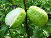 Fresh Guava 