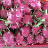 FRESH DRAGON FRUIT HIGH QUALITY WITH BEST PRICE 