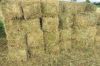Alfalfa & AMP , Rhodes Grass, Wheat Straw