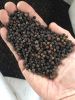 Black Pepper - FAQ/Clean - 2021 crop - Vietnam origin