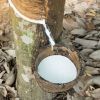 Natural Rubber Latex H...