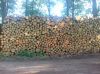 Pine round logs / pine wood / Pine wood price 